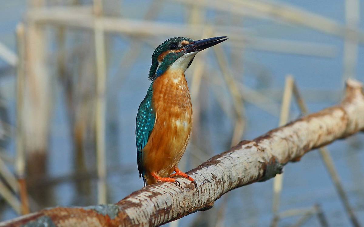 Kleine Fische, Kaulquappen und Insekten – seine abwechslungsreiche Nahrung findet der Eisvogel nur in reich strukturierten Lebensräumen.