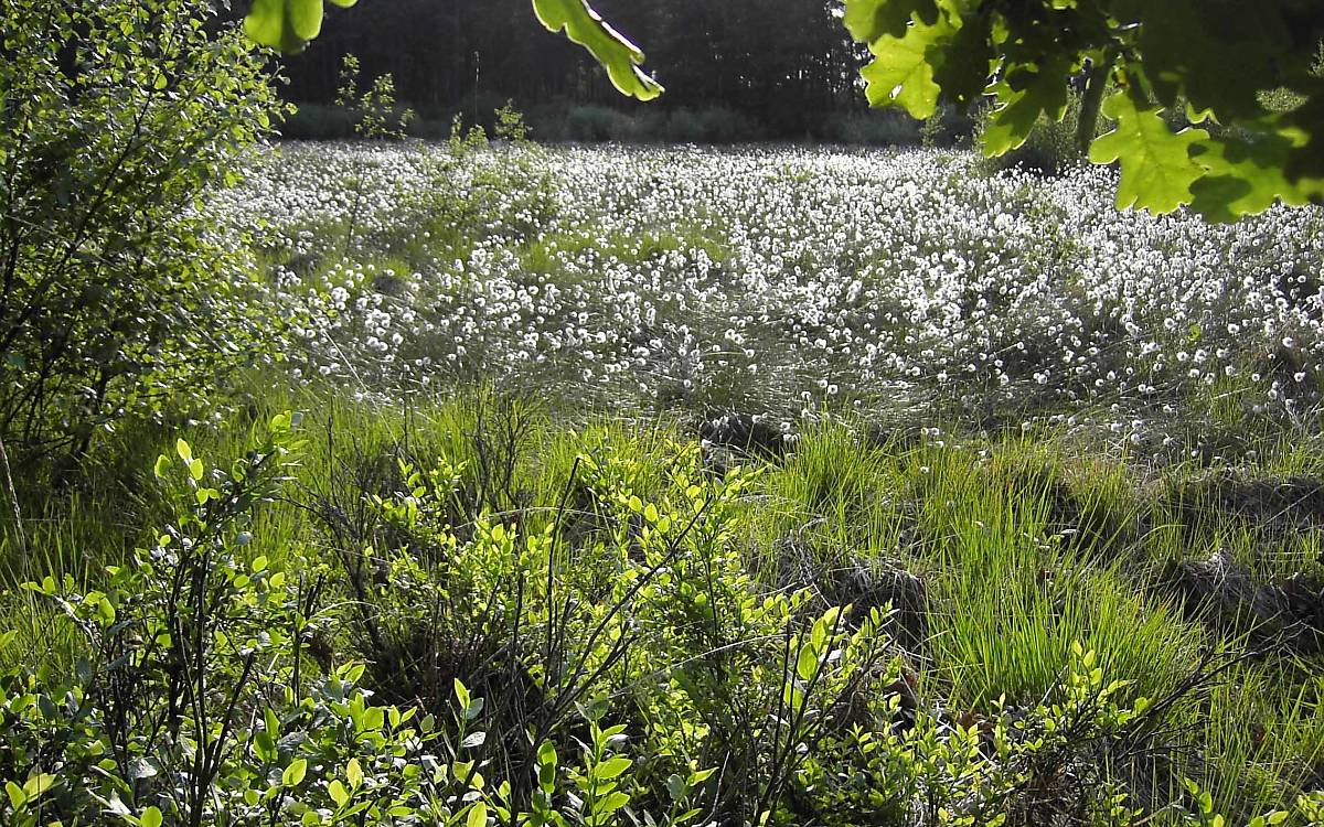 Die Wollgräser im Moor bilden nach ihrer Blüte im März einen wolligen Schopf, damit sich die Samen mit dem Wind verbreiten können.