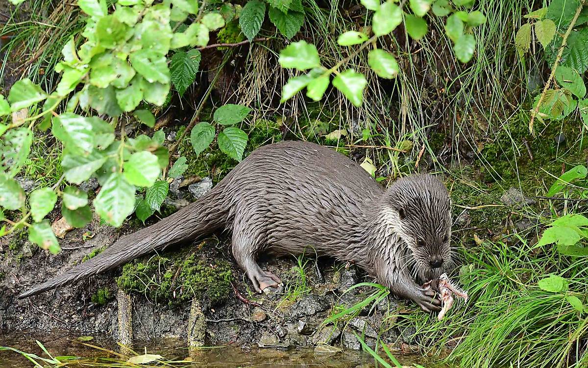 eggersmuehlen_impressionen_fischotter-mit-fisch_naturfoto-hofmann