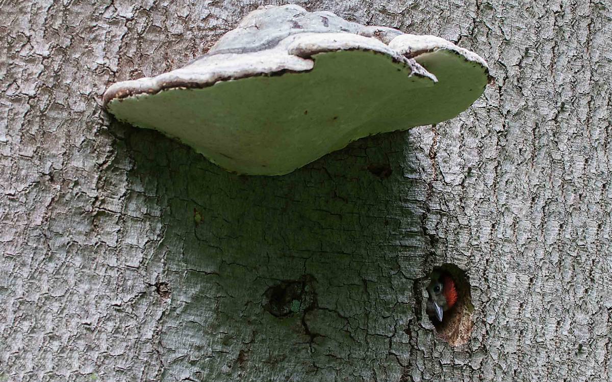 Der Zunderschwamm ernährt sich von Lignin und Zellulose, den Hauptbestandteilen des Holzes, und verursacht Weißfäule. Dadurch verliert das Holz an Festigkeit und Spechte können leichter ihre Höhlen.