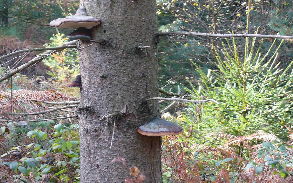 eggersmuehlen_impressionen_schwaemme-am-baum