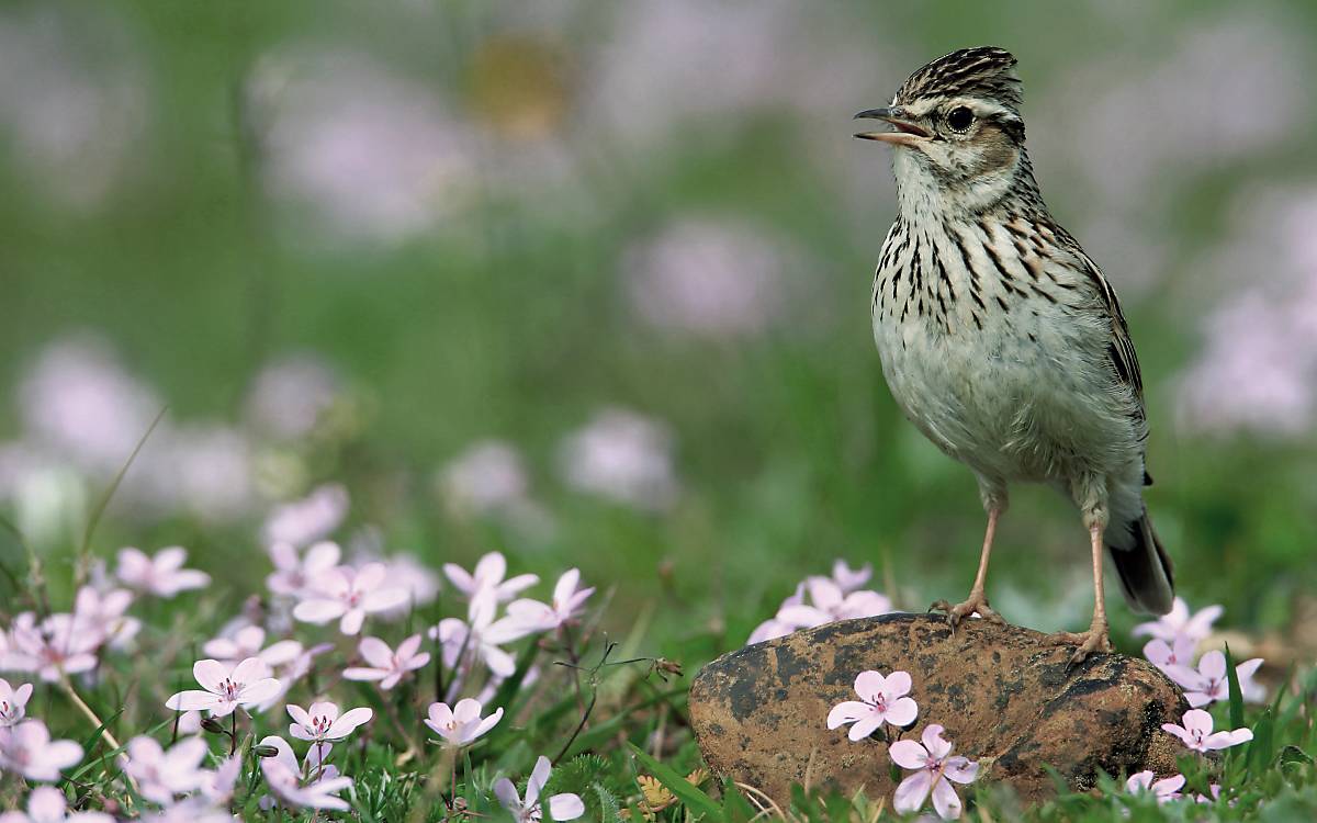 Heidelerche (Lullula arborea) auf einer Wiese