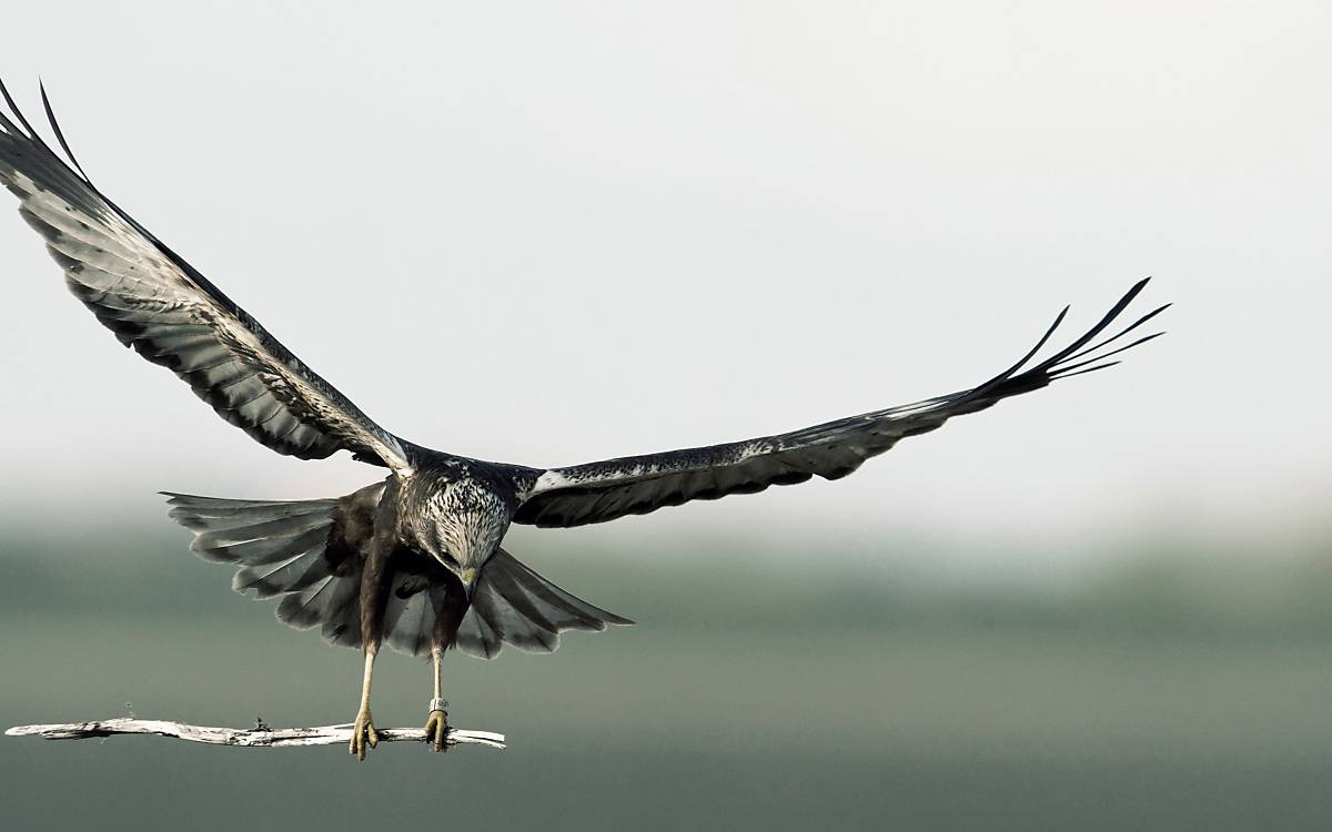 Rohrweihe (Circus aeruginosus) im Flug