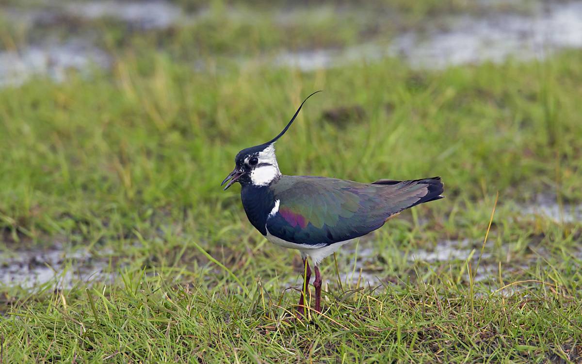 Kiebitz  (Vanellus vanellus)