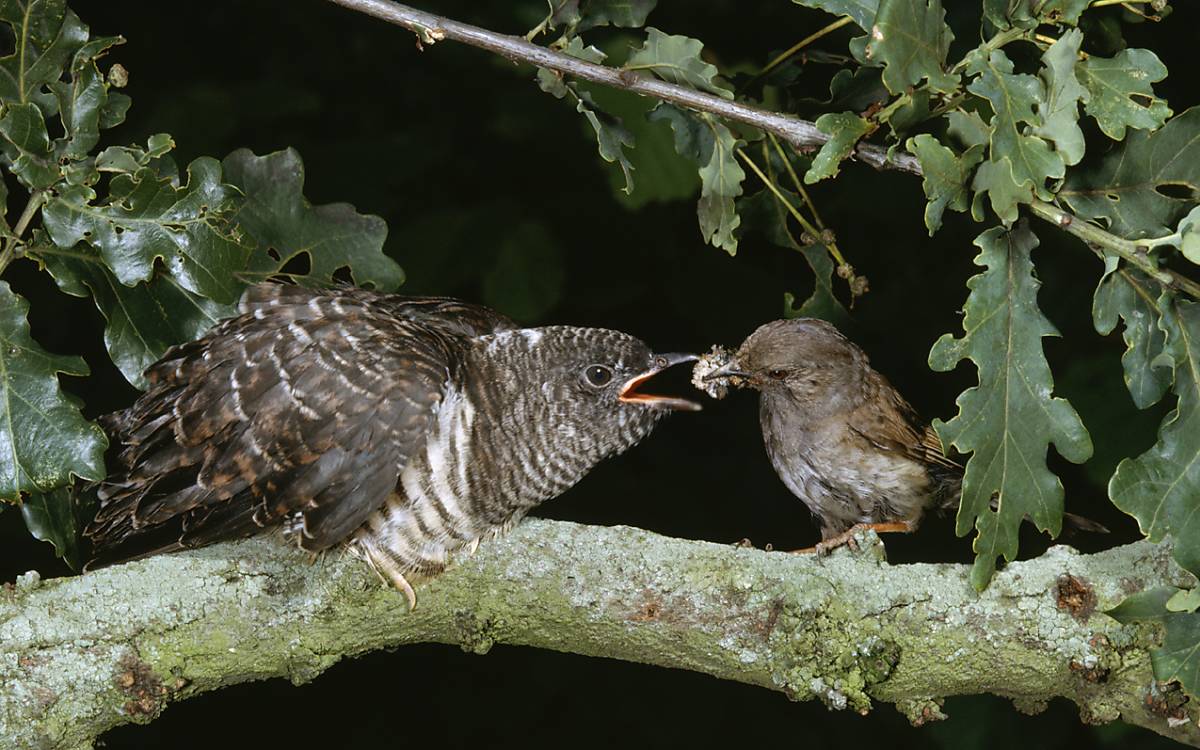 Kuckuck (Cuculus canorus)