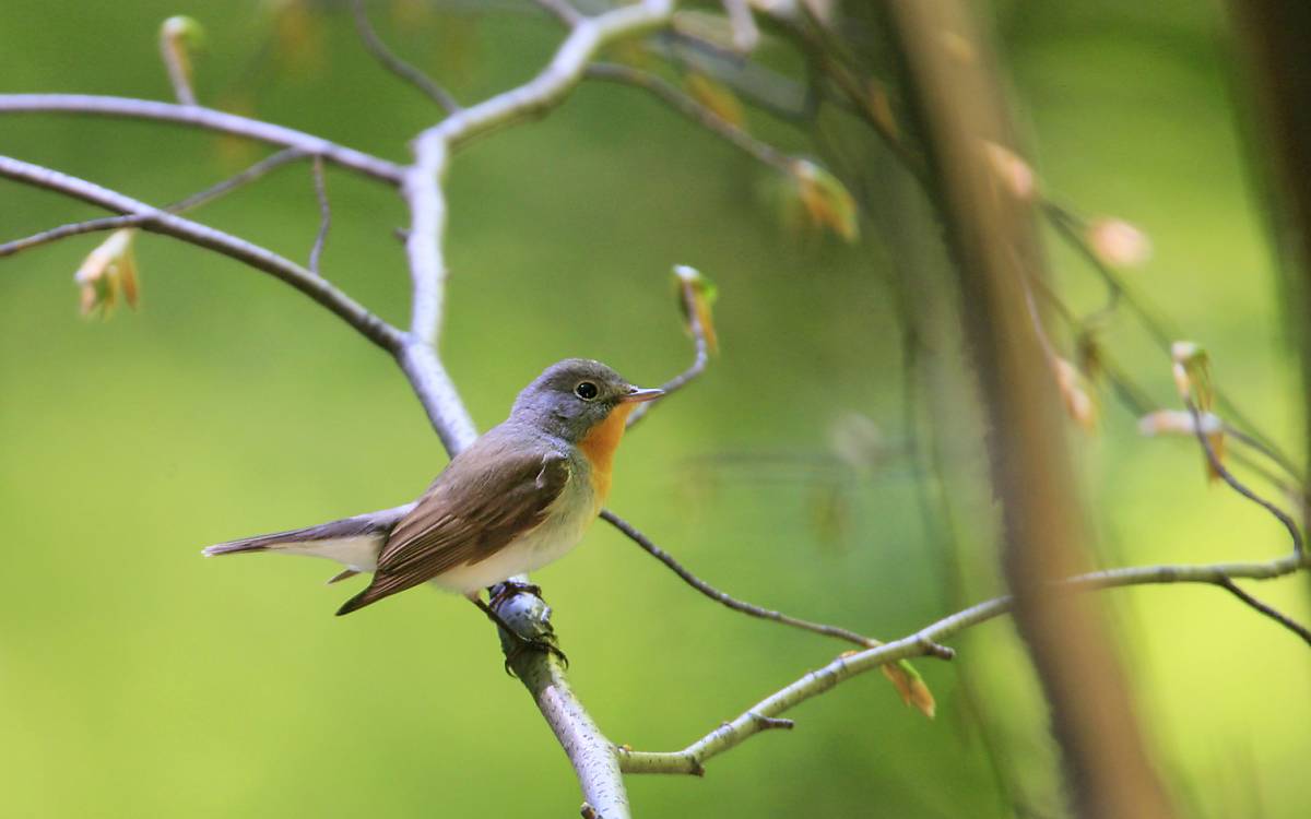 Zwergschnäpper (Ficedula parva)