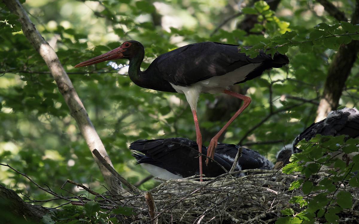 Schwarzstorch (Ciconia nigra) im Nest