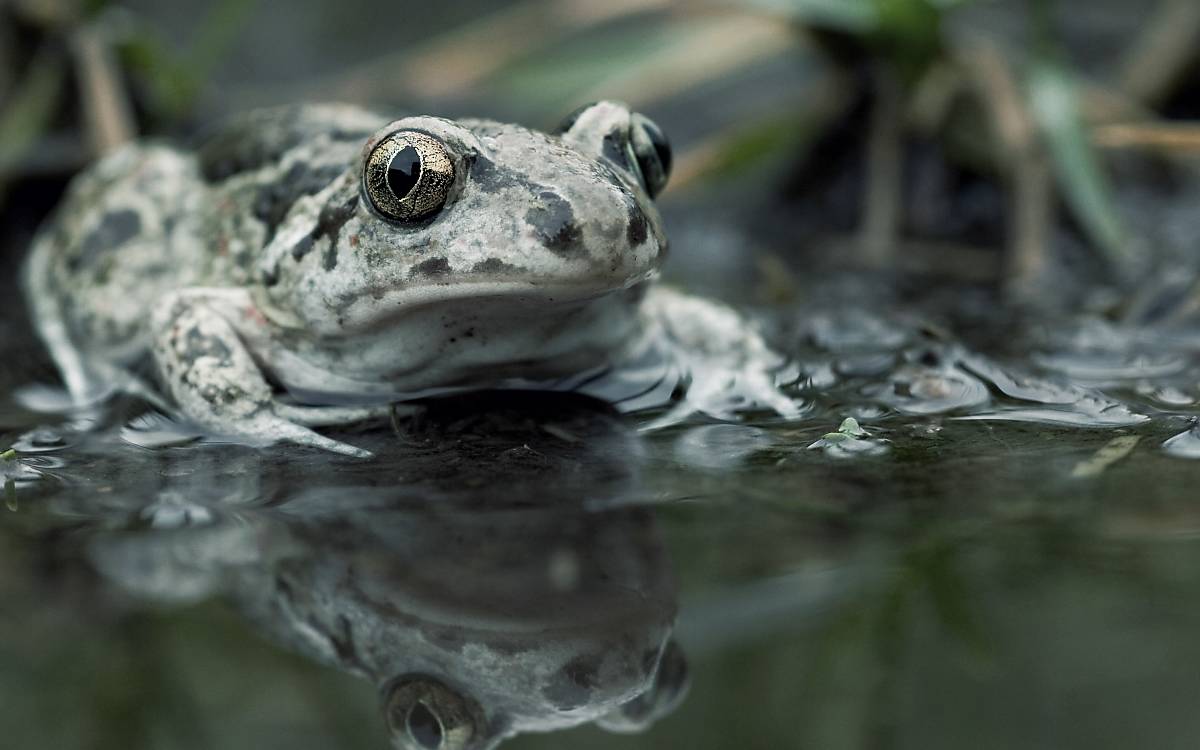 Knoblauchkröte (Pelobates fuscus)