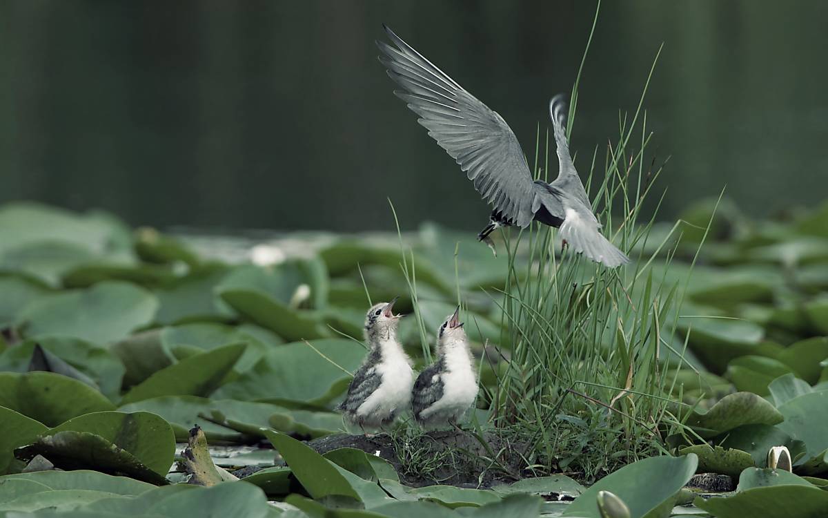 Trauerseeschwalbe (Chlidonias niger) bei der Fütterung