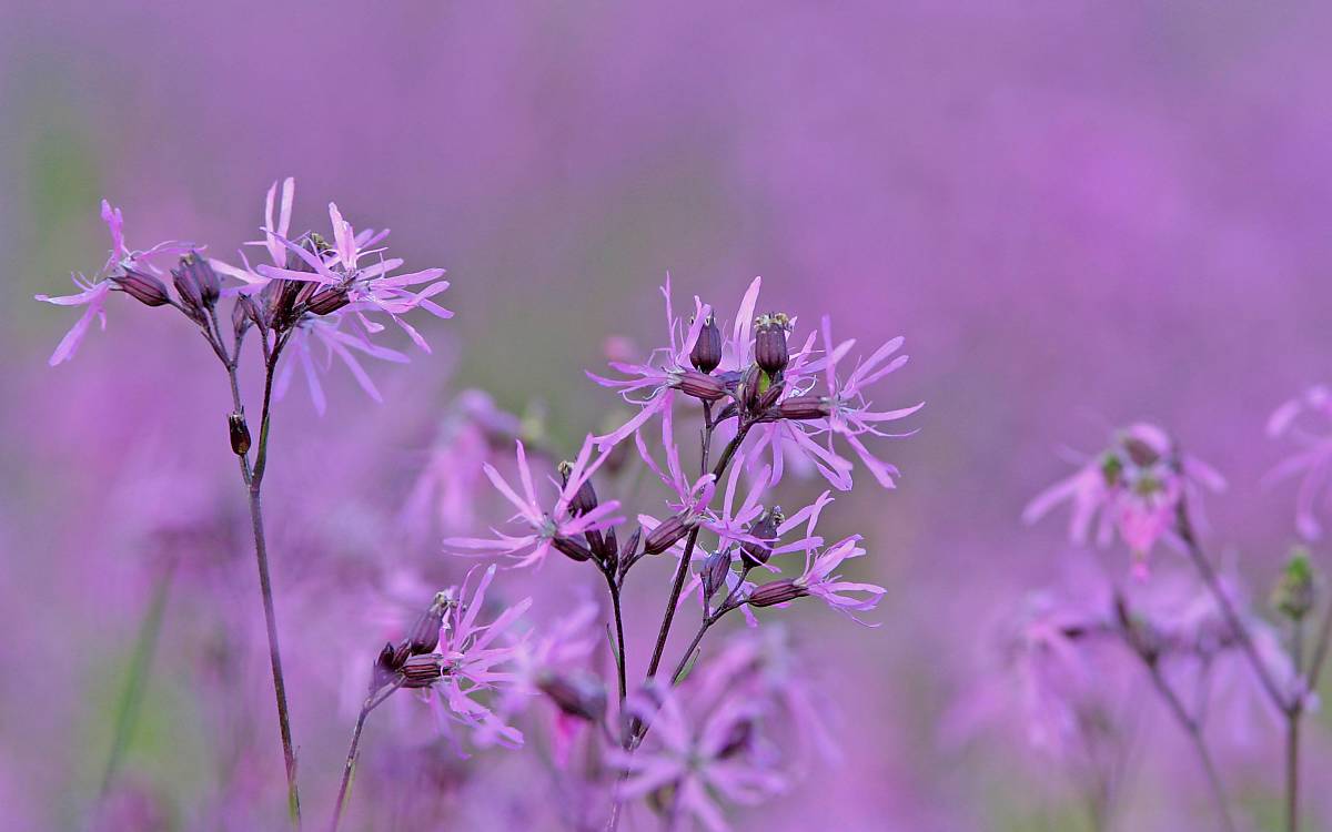 Die zerteilten Kronblätter der Kuckucks-Lichtnelke (Lychnis flos-cuculi) sorgen für besondere Anlockung der Insekten. Diese müssen allerdings einen langen Rüssel haben, wie z. B. Schmetterlinge und Wildbienen.