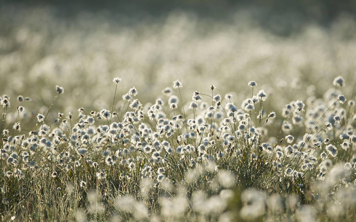 Das Scheiden-Wollgras (Eriophorum vaginatum) prägt vor allem im Frühjahr das Aussehen der Moore. Die Verfrachtung der Samen erfolgt durch Wasser und Wind.