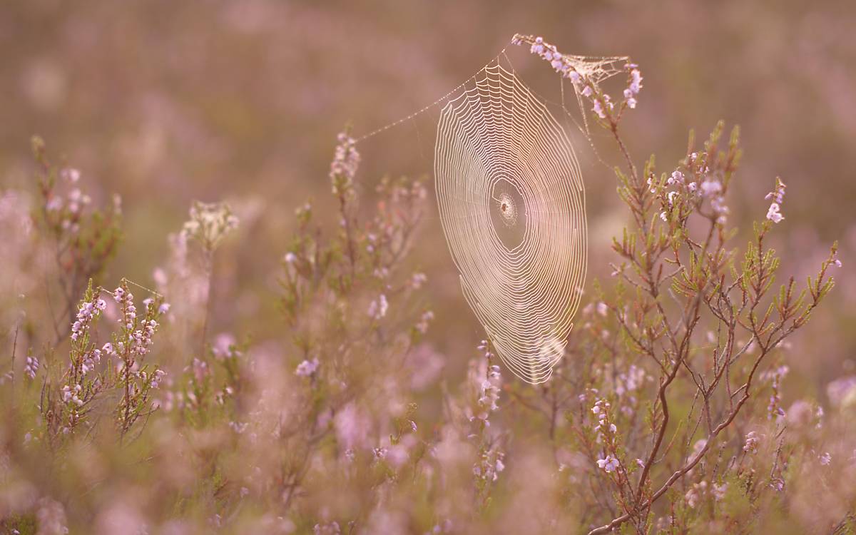 Besenheide (Calluna vulgaris) war Blume des Jahres 2019. Sie kommt auf langfristig stabilen, sauren und mageren Böden vor. Die Zweige wurden früher für die Besenherstellung genutzt.