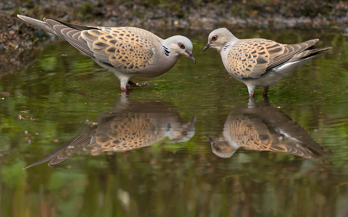 Turteltaube (Streptopelia turtur)