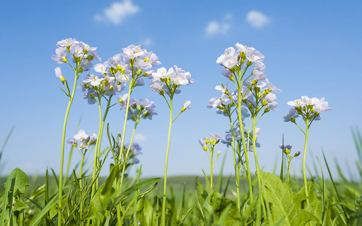 Das Wiesenschaumkraut (Cardamine pratensis), welches auch Muttertagsblume genannt wird, war 2006 Blume des Jahres. Es kommt auf Feuchtwiesen vor, blüht zwischen April und Juni und ist wegen des Nektarreichtums Nahrungsquelle für zahlreiche Insekten.