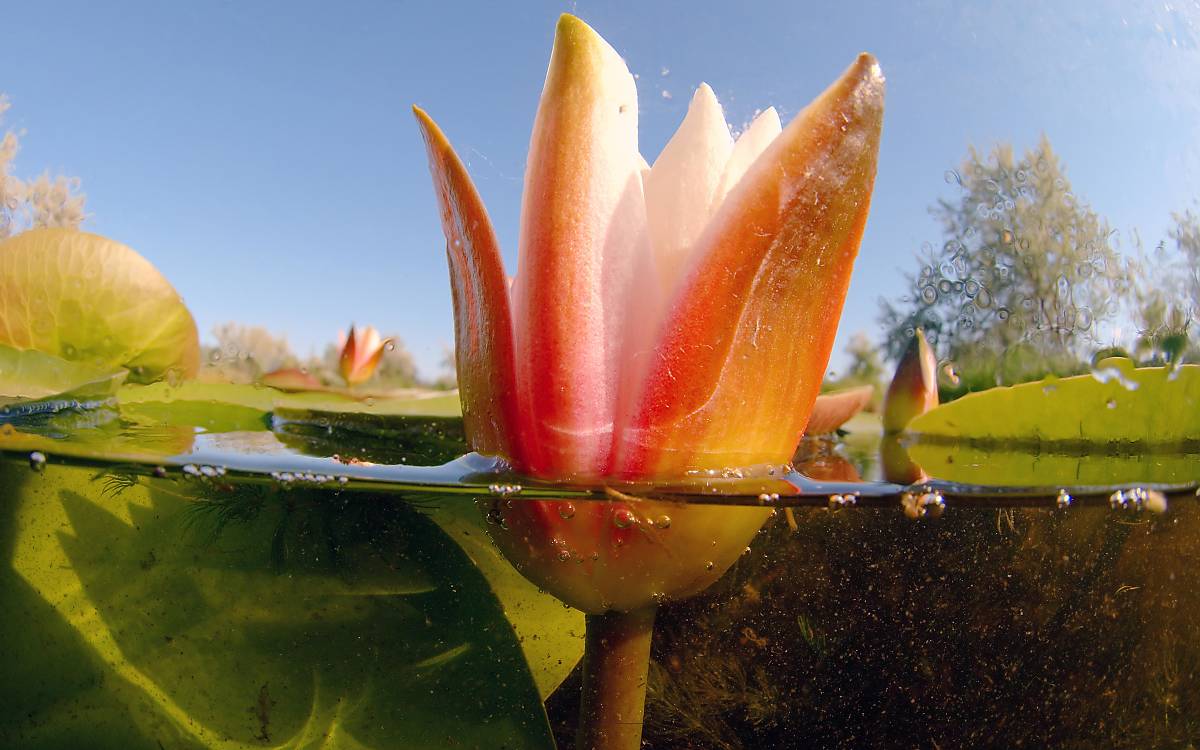 Laubblätter der Weißen Seerose (Nymphaea alba)