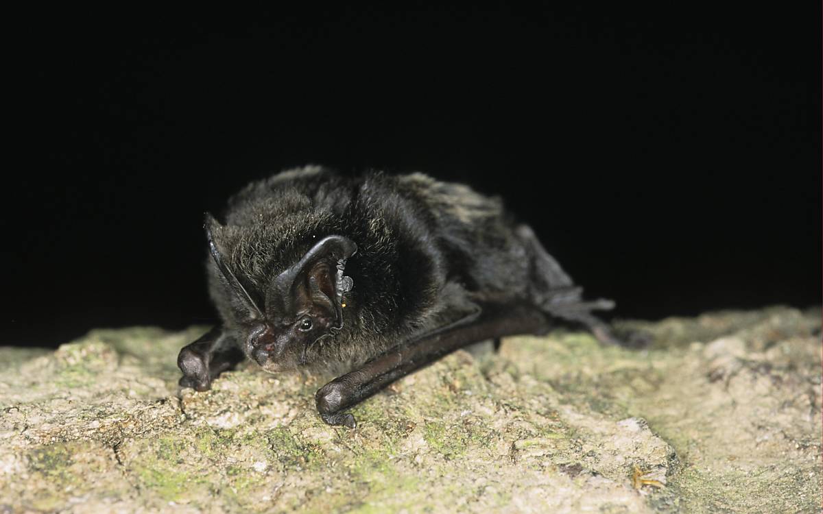 Mopsfledermaus (Barbastella barbastellus)