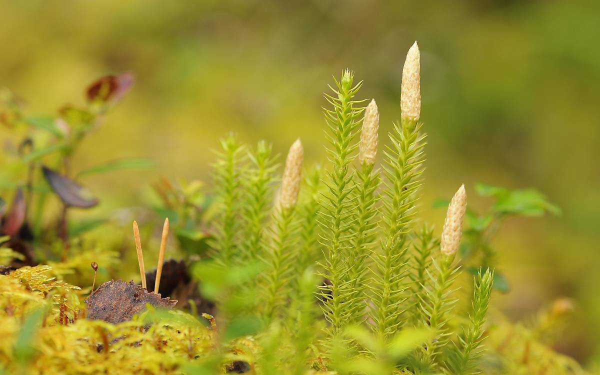 Sprossende Bärlapp (Lycopodium annotinum)