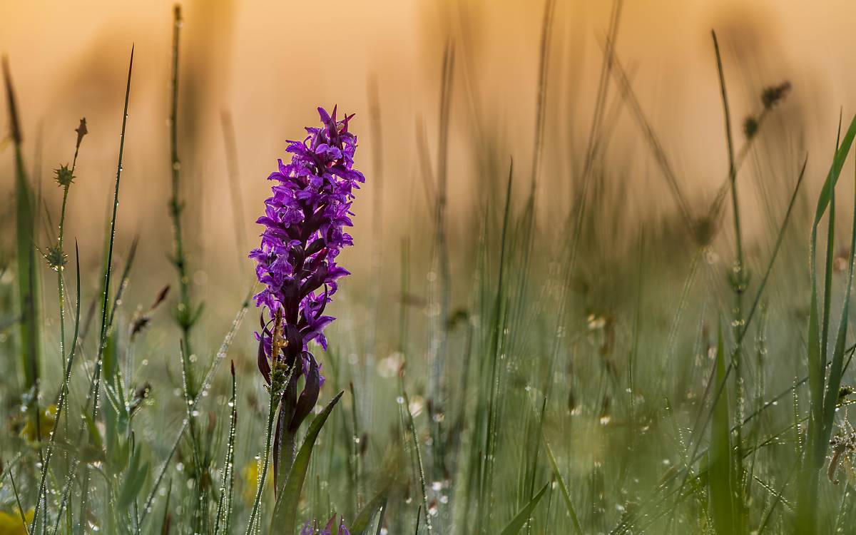 Breitblättrige Fingerwurz (Dactylorhiza majalis)