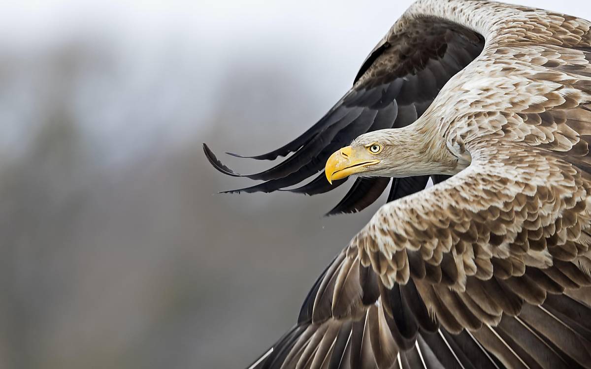 Seeadler (Haliaeetus albicilla)