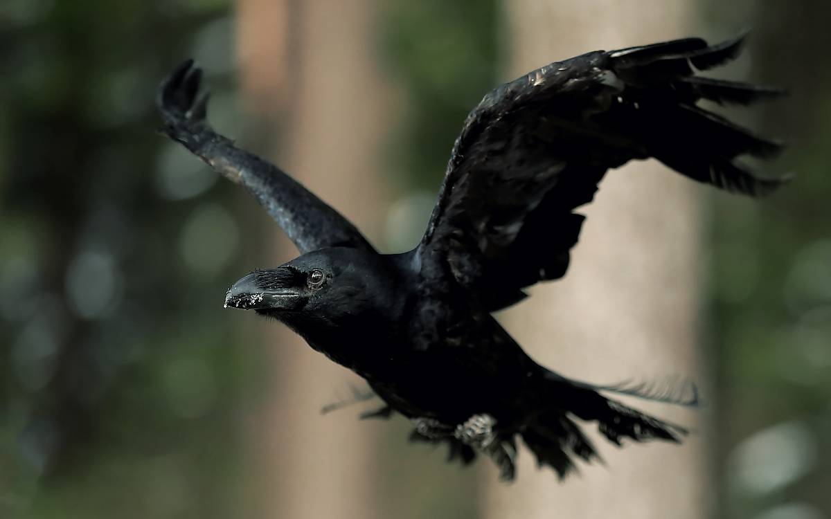 Kolkraben (Corvus corax)