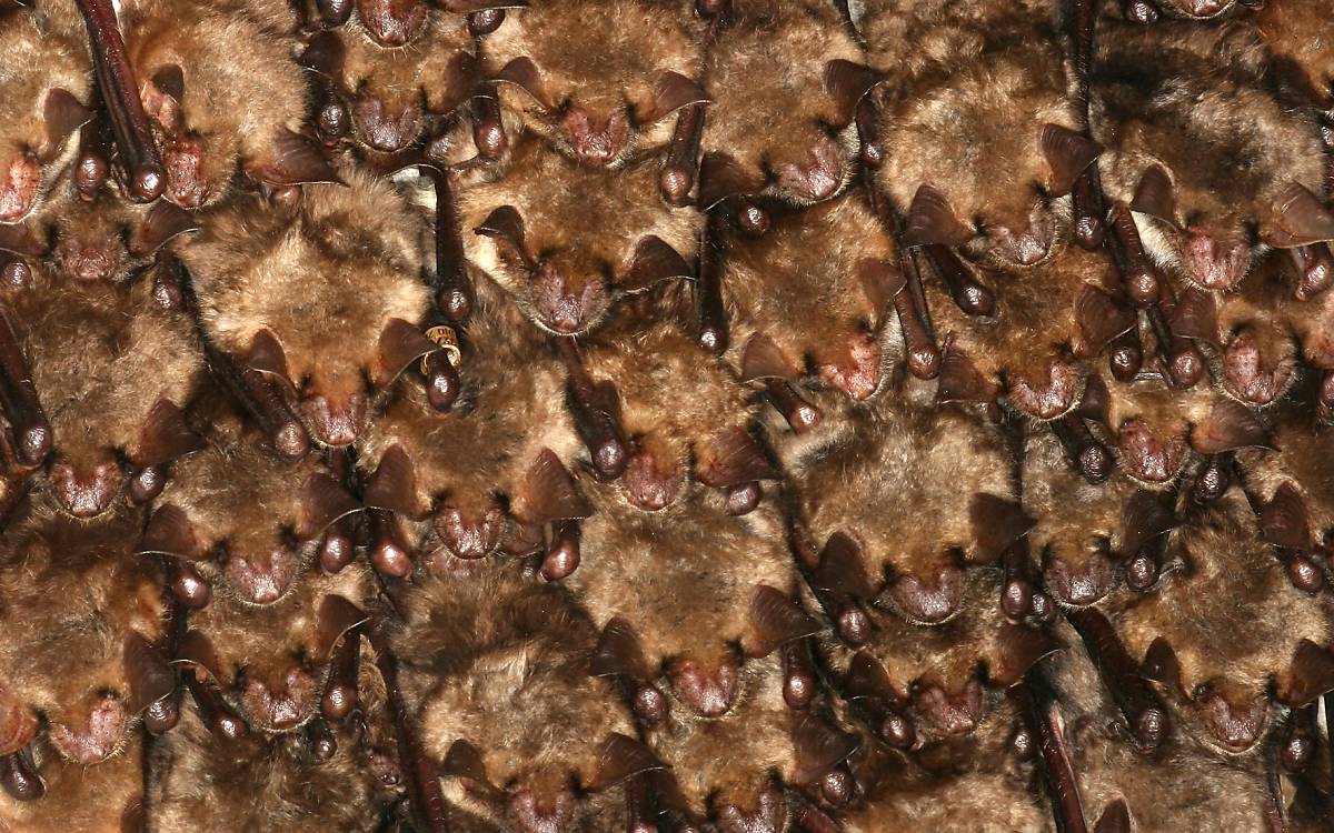 Das Große Mausohr (Myotis myotis) ist mit 40 cm Flügelspannweite unsere größte heimische Fledermausart. In alten Laubwäldern geht sie auf Nahrungssuche, wo sie von dicht über dem Boden jagend flugunfähige Laubkäfer erbeutet. Foto: blickwinkel/AGAMI/T. Douma