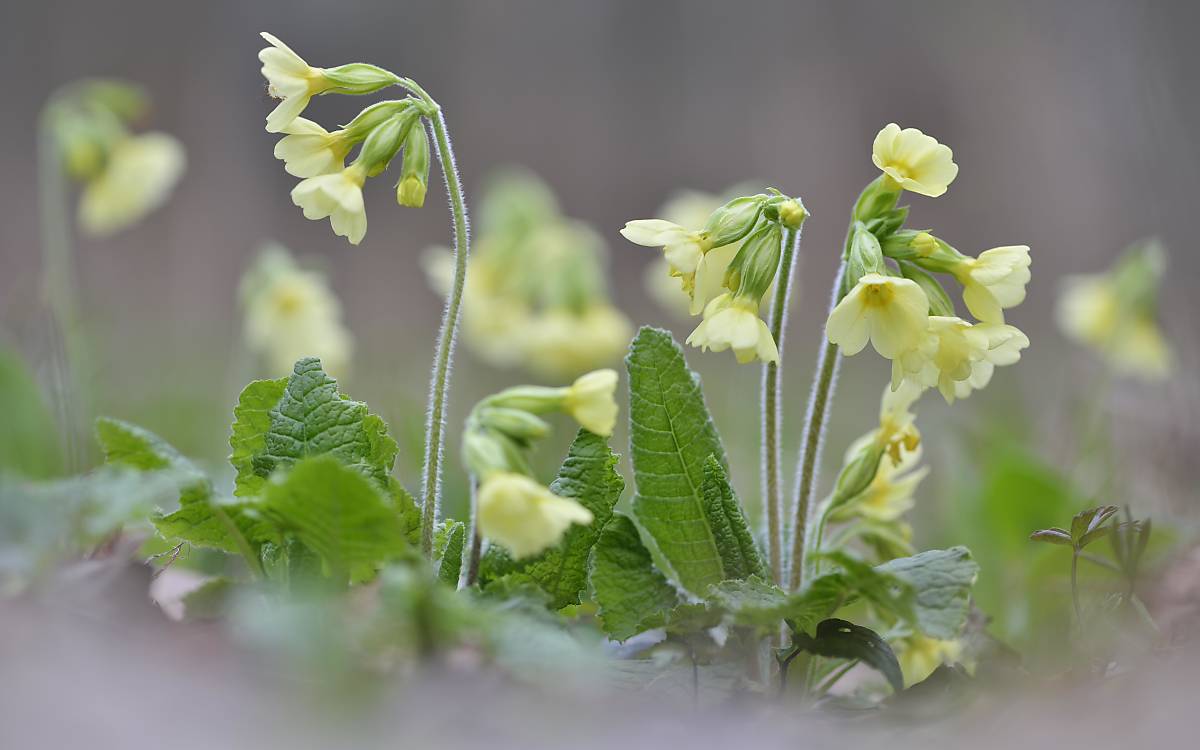 Schlüsselblume (Primula elatior)