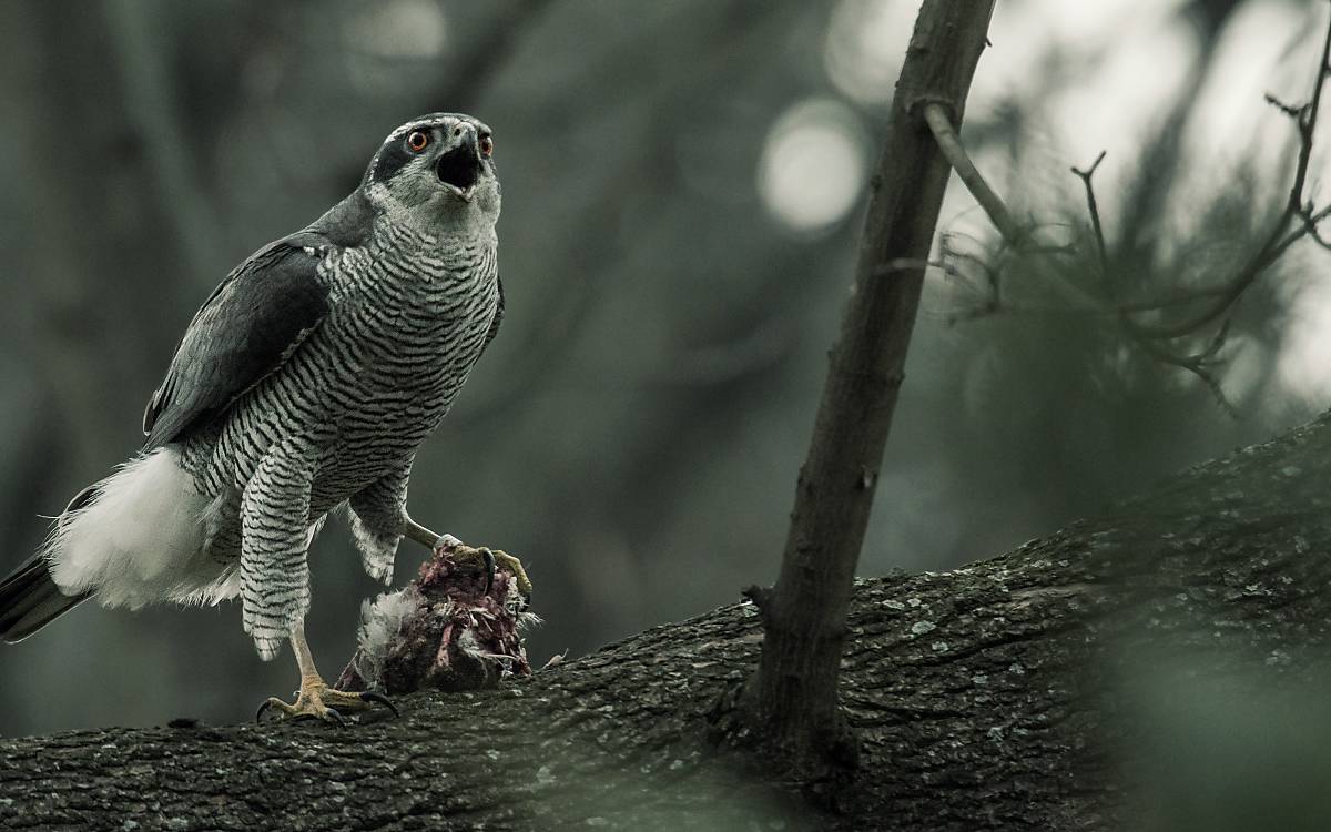 Habicht (Accipiter gentilis)