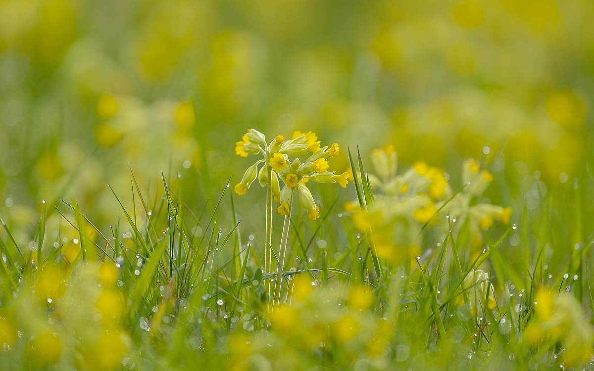 Echte Schlüsselblume (Primula veris)