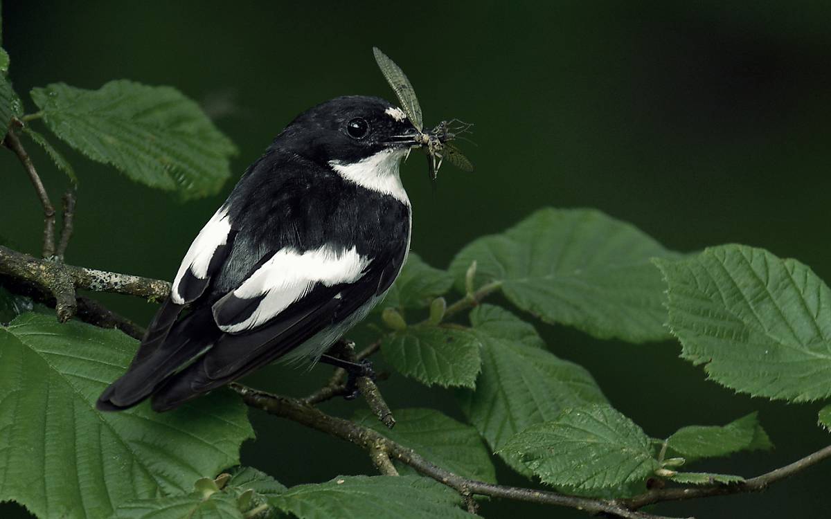 Der Trauerschnäpper (Ficedula hypoleuca) ist ein Wartejäger und fängt vorbeifliegende Insekten.