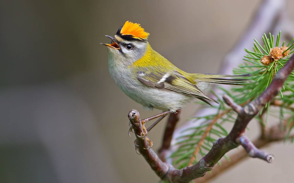 Das winzige Sommergoldhähnchen (Regulus ignicapilla) gehört zu den kleinsten Vögeln Europas.