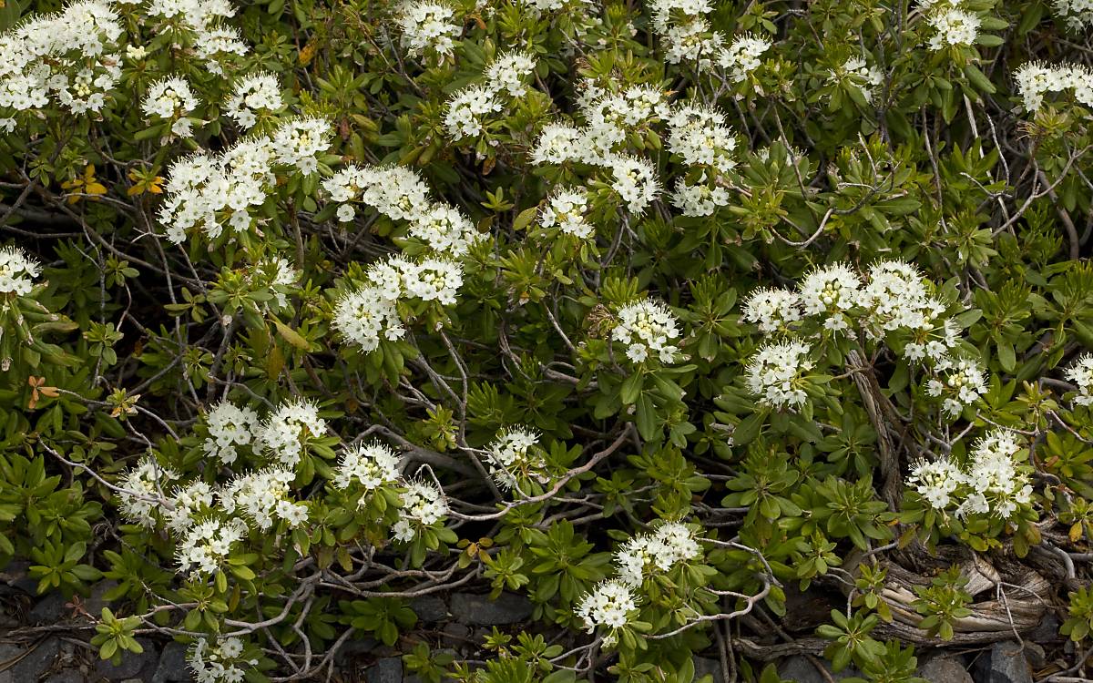 Sumpfporst (Ledum palustre L.)