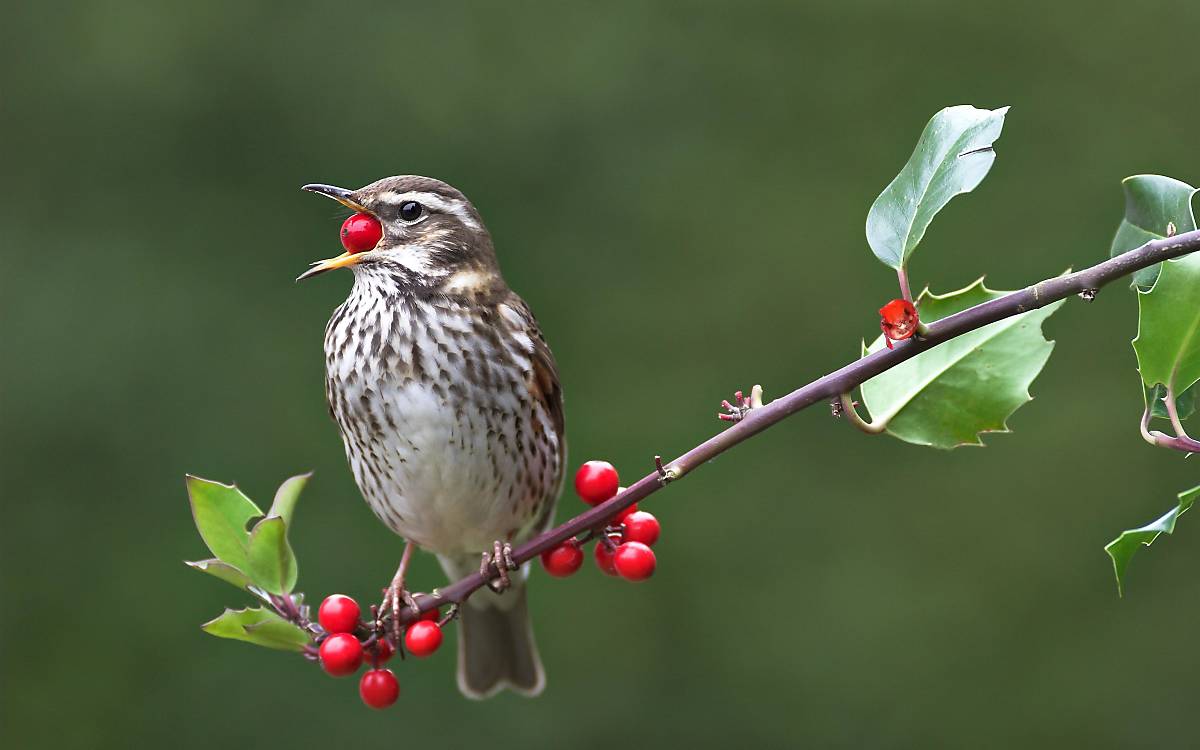 Rotdrossel (Turdus iliacus) auf Europäischer Stechpalme (Ilex aquifolium)