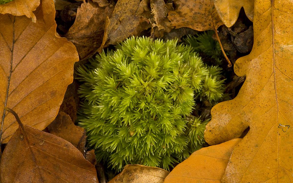 Gemeine Weißmoos (Leucobryum glaucum)