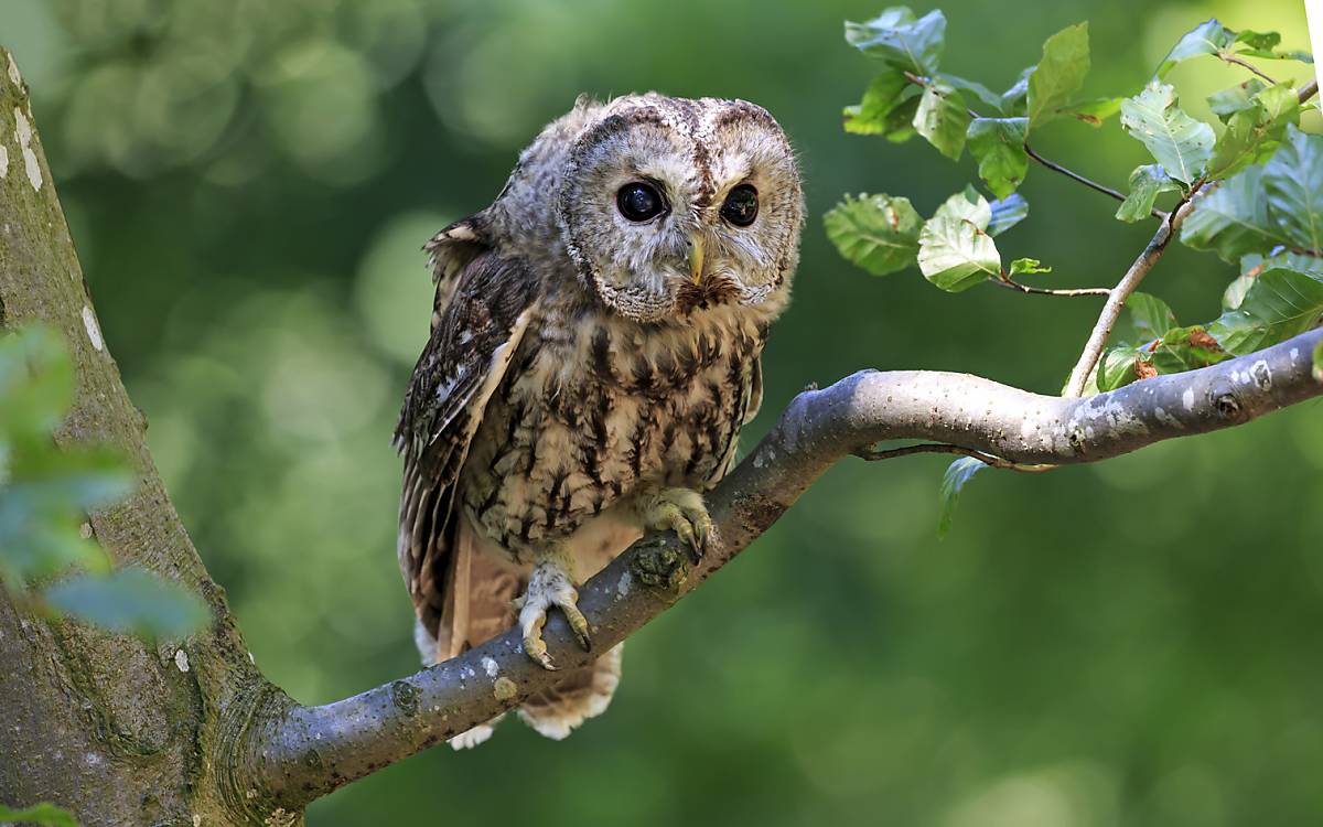 Waldkauz (Strix aluco)