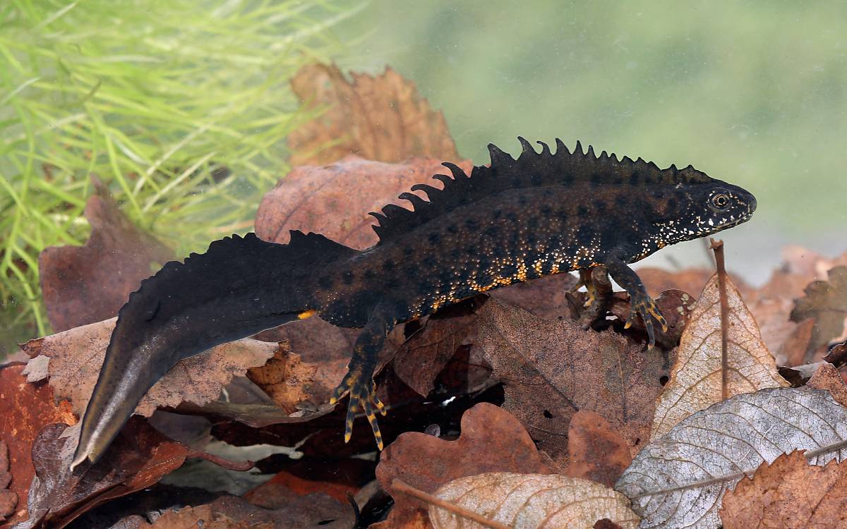 Kammmolche (Triturus cristatus) bewohnen pflanzenreiche Kleingewässer in denen keine Fisch leben. Sie sind eine Gefahr für die Larven des Molches.