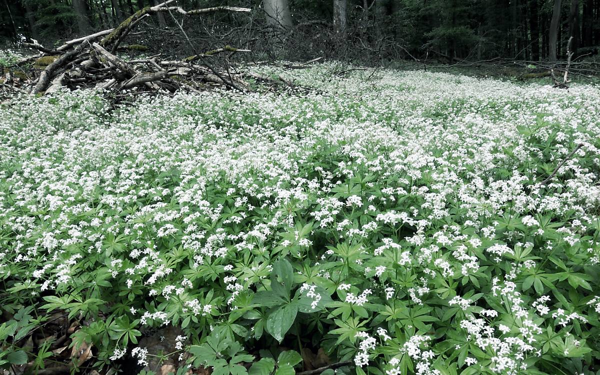 Waldmeister (Galium odoratum) und Buchenwald