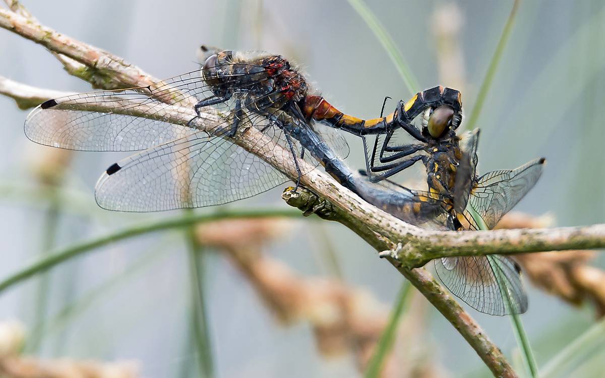 Die Große Moosjungfer (Leucorrhinia pectoralis) ist in Deutschland stark gefährdet.