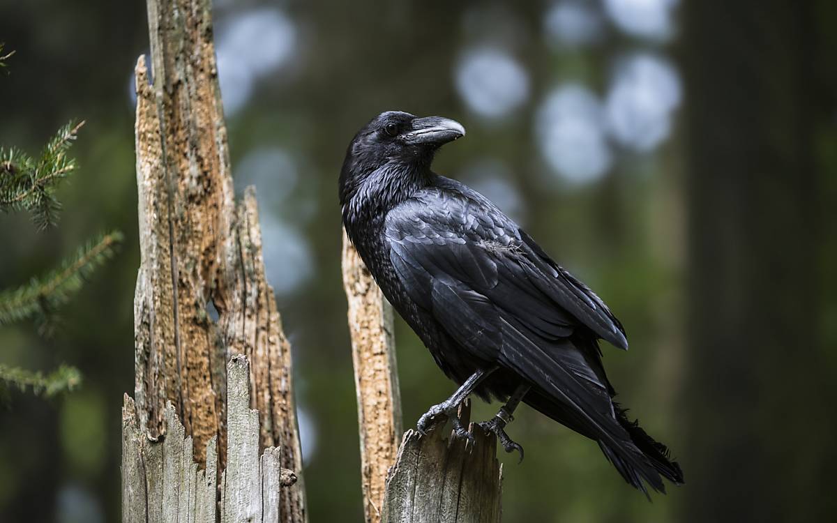 Kolkrabe (Corvus corax)