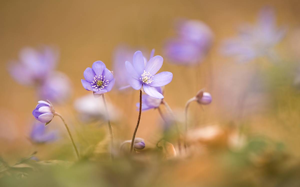 Das Leberblümchen (Hepatica nobilis) war Blume des Jahres 2013. Die im März aufgehenden violetten Blüten haben eine Lebensdauer von rund einer Woche.