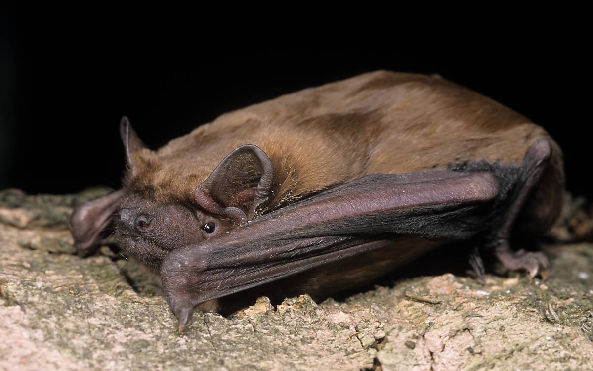 Der Große Abendsegler (Nyctalus noctula) ist eine vorrangig in Wäldern lebende Fledermausart. Er fängt seine Beute bei Geschwindigkeiten von bis zu 60 km/h.