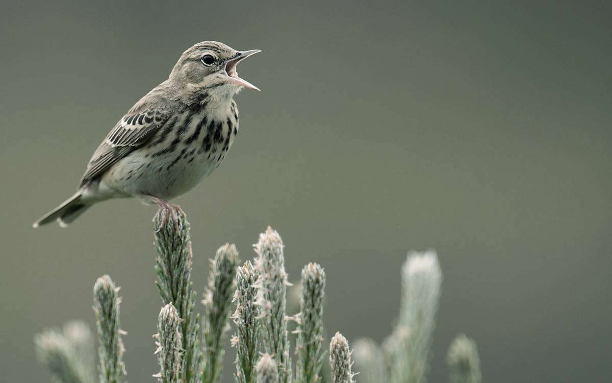 Baumpieper (Anthus trivialis)