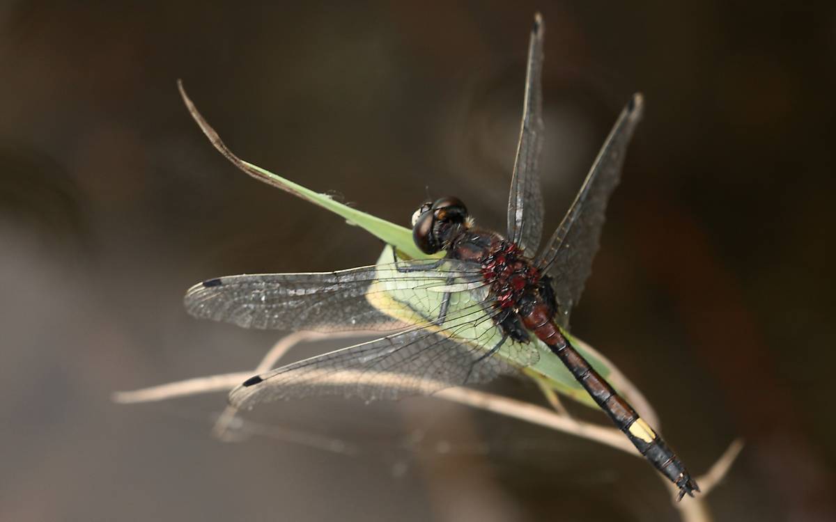 Zwischen Mai und Juli kann man die streng geschützte Große Moosjungfer (Leucorrhinia pectoralis) an Teichen, kleinen Seen und Moorgewässer antreffen. Sie ist die größte der fünf vorkommenden Moosjungfern-Arten in Deutschland.