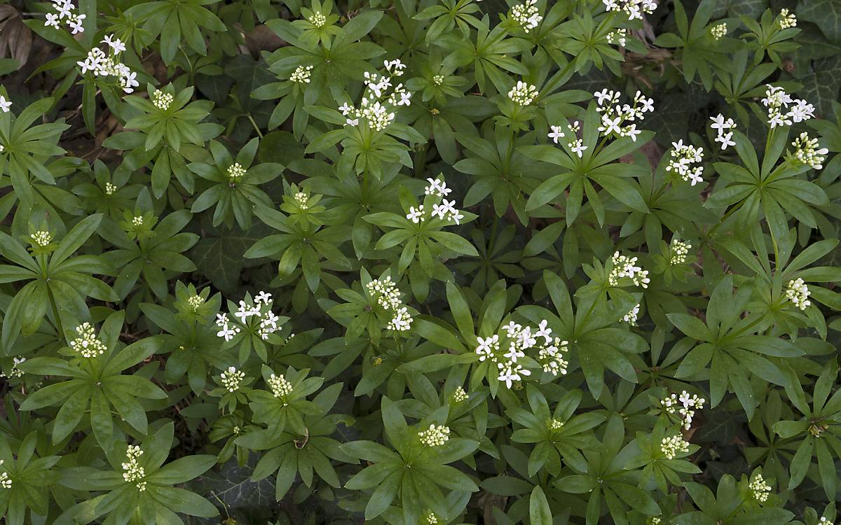 Waldmeister (Hylocomium splendens)