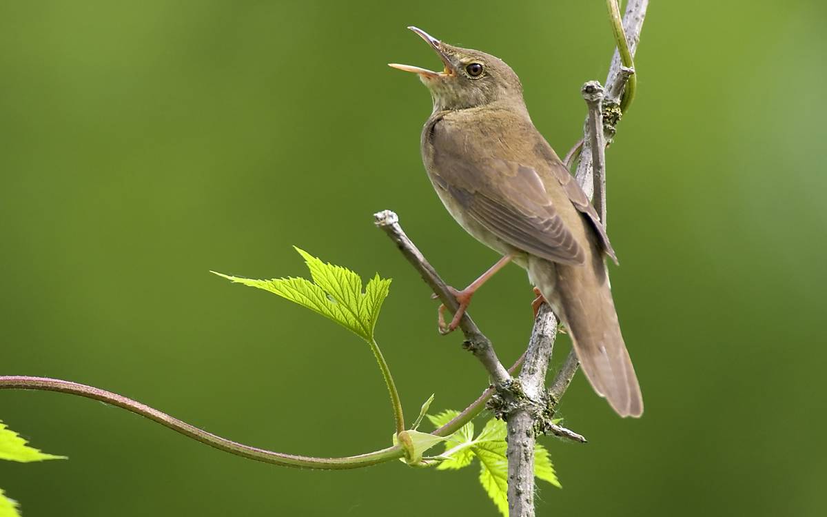 Schlagschwirl (Locustella fluviatilis)