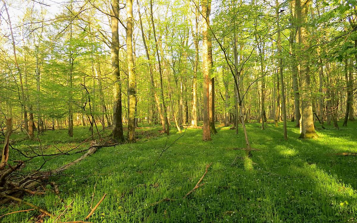 Hainbuchen-Stieleichen-Wälder sind meist licht und haben eine dichte und artenreiche Krautschicht aus Gräsern und Waldbodenkräutern. Dieser Waldlebensraum ist nach EU Recht geschützt, da er in Konkurrenz zu Landwirtschaftsflächen steht.