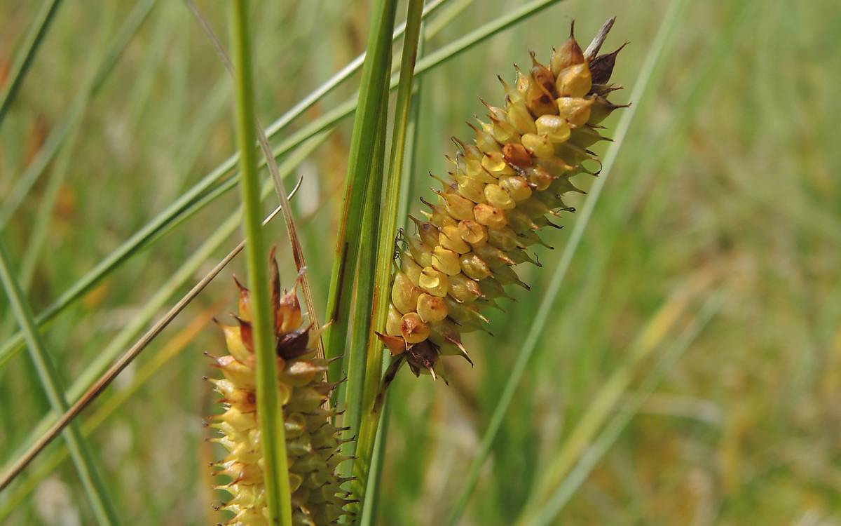 Die Schnabel-Segge (Carex rostrata) ist eine häufige Art in Feuchtgebieten. Sie kommt horstweise vor und wird bis zu 1 m hoch. Ihre Blüte kann man im Juni und Juli sehen.