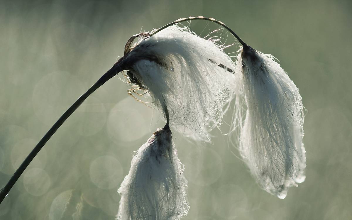 Schmalblättriges Wollgras (Eriophorum angustifolium)