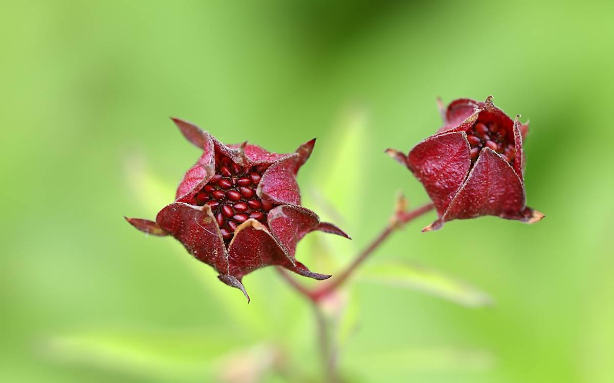 Sumpf-Fingerkraut oder Sumpf-Blutauge (Potentilla palustris) kommt in Mooren und nassen, offenen Schlammstellen vor. Die Früchte können bis zu 12 Monate im Wasser schwimmen und sich ausbreiten.