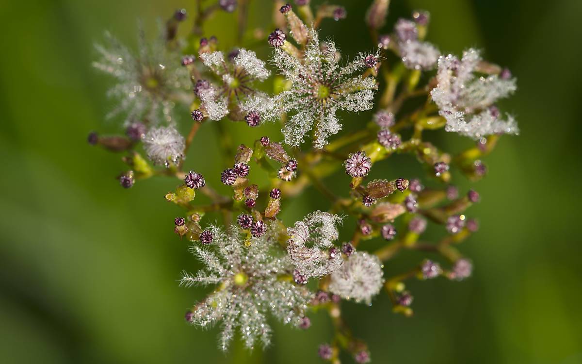 Sumpf-Baldrian oder Kleiner Baldrian (Valeriana dioica) besiedelt nasse Wiesen, Sümpfe und Bruchwälder. Im Regelfall kommen nur rein weiblich und rein männliche Pflanzen, sehr selten Zwitter.