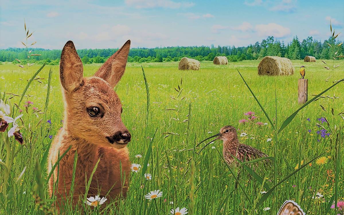 Film Die Wiese - Ein Paradies nebenan